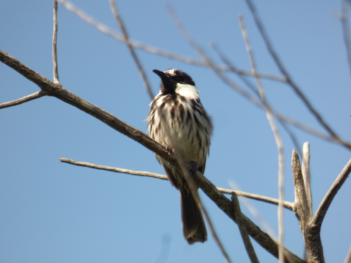 White-cheeked Honeyeater - ML623590315