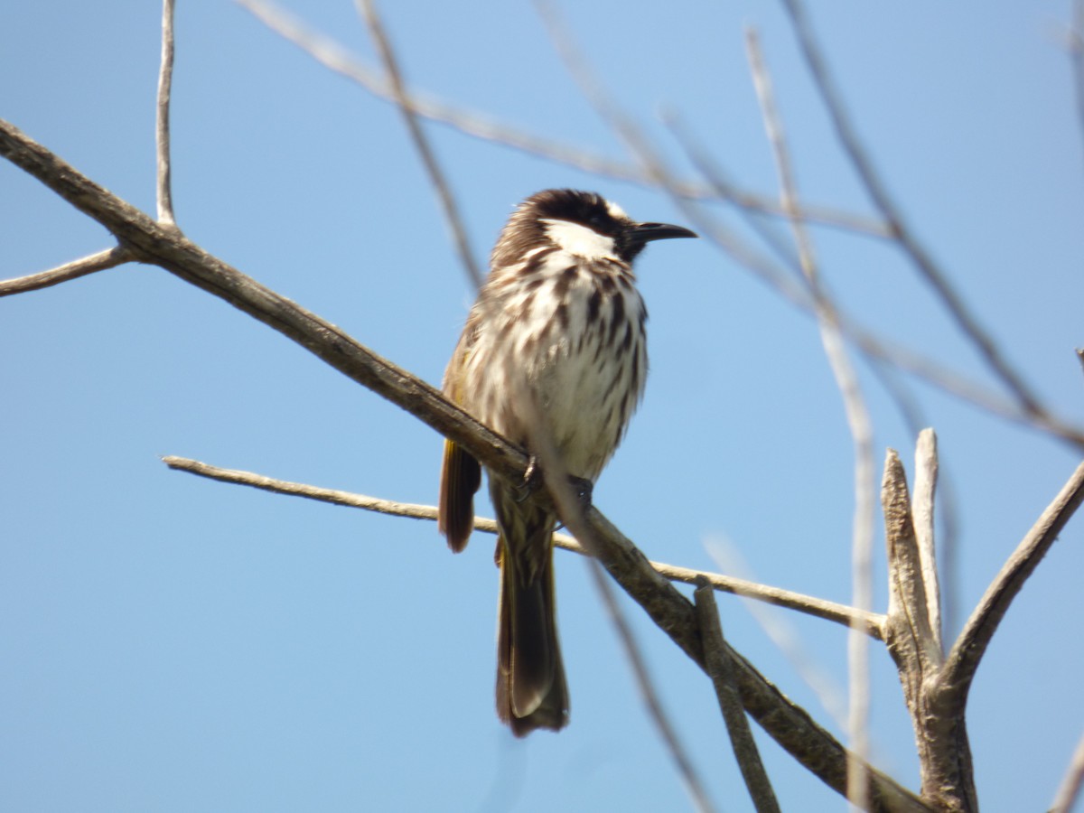 White-cheeked Honeyeater - ML623590316