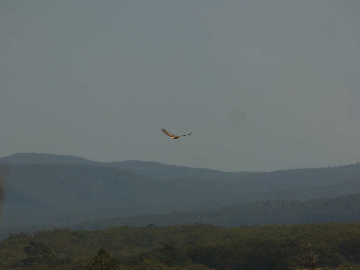 White-bellied Sea-Eagle - ML623590337