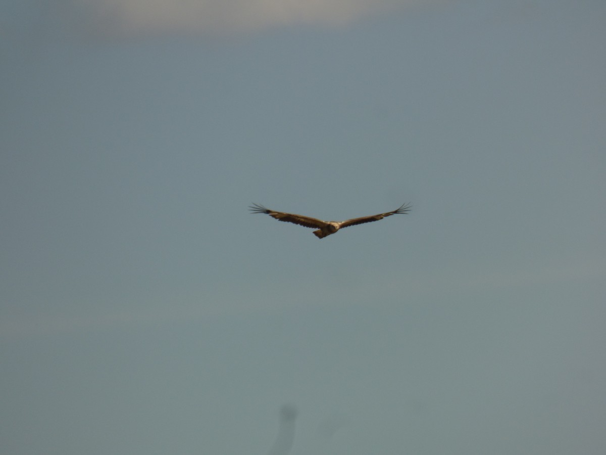 White-bellied Sea-Eagle - ML623590338