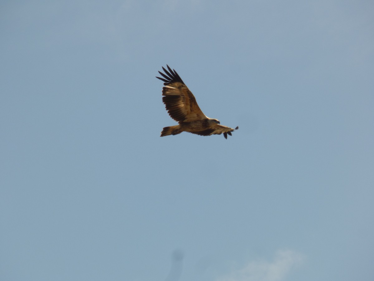 White-bellied Sea-Eagle - ML623590339