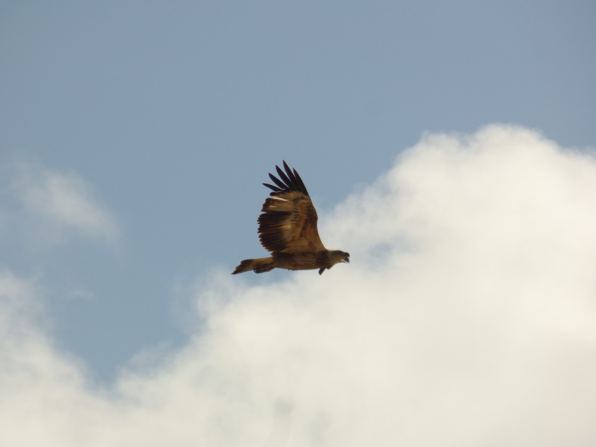 White-bellied Sea-Eagle - ML623590340