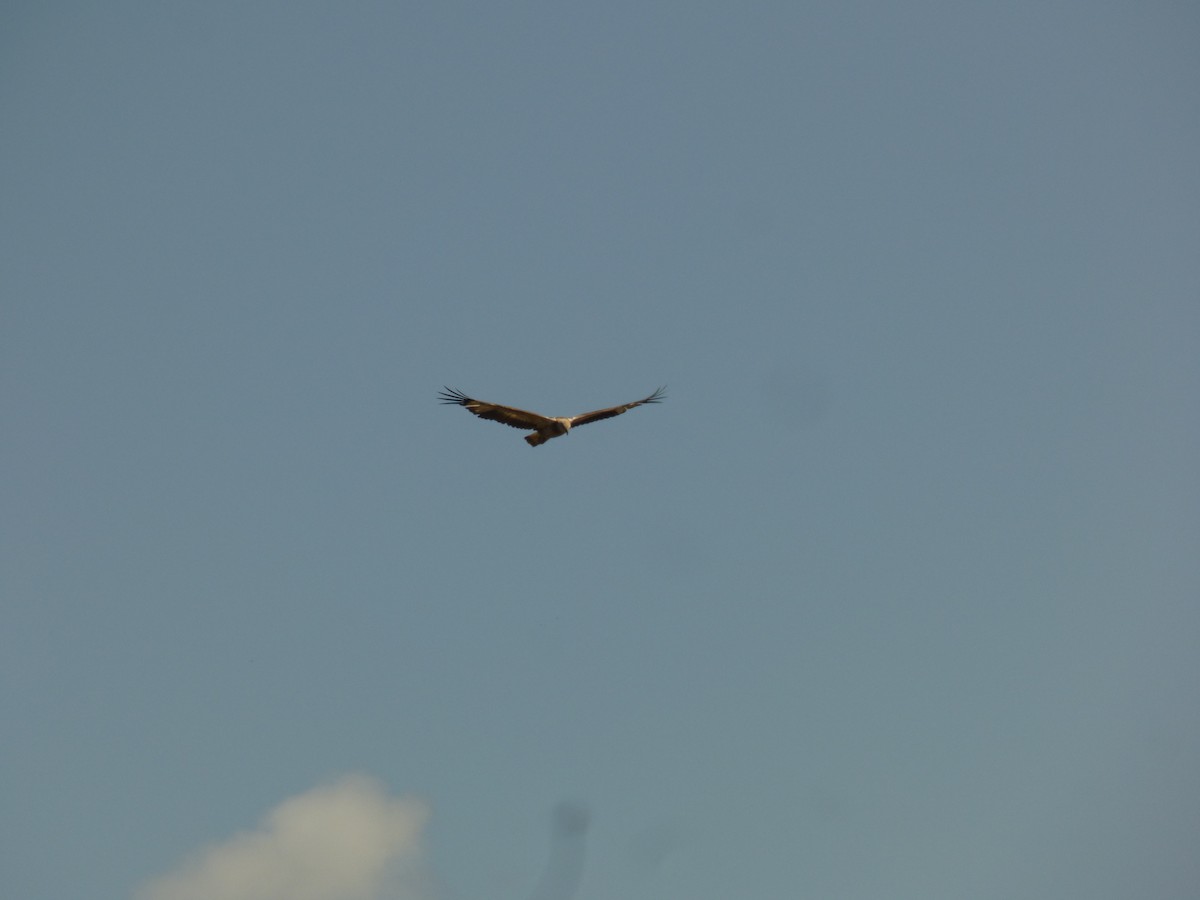 White-bellied Sea-Eagle - ML623590341