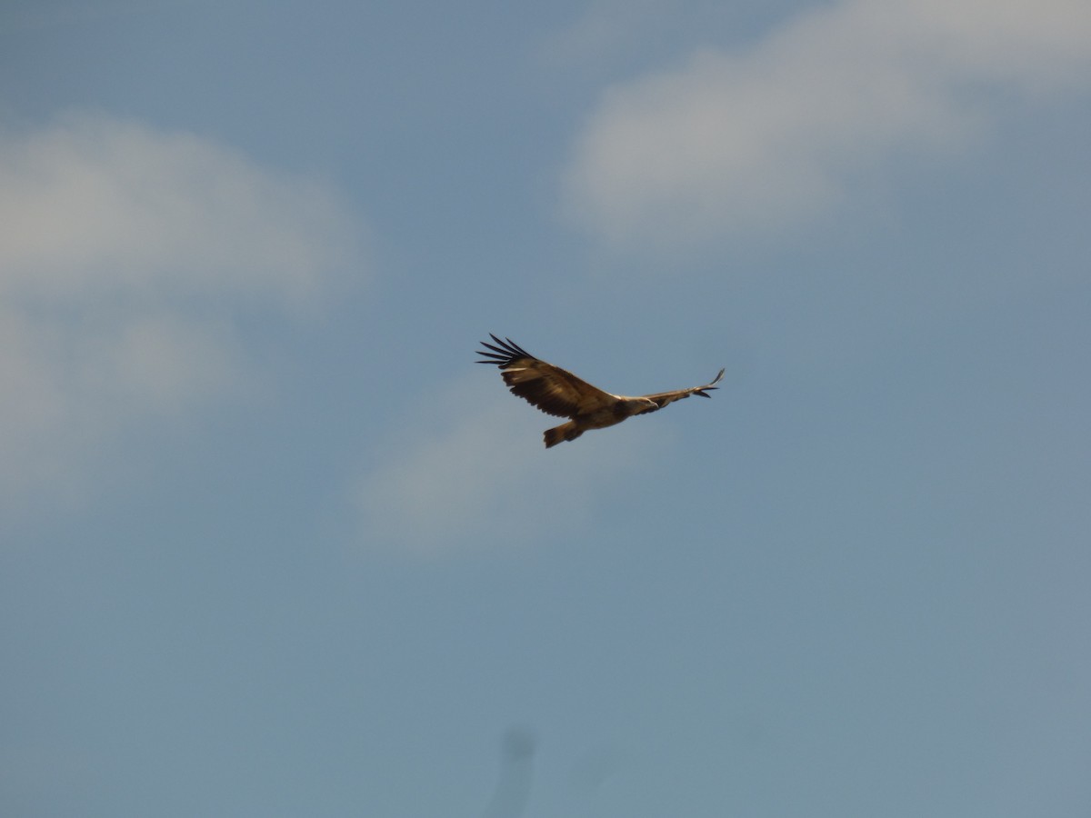 White-bellied Sea-Eagle - ML623590342