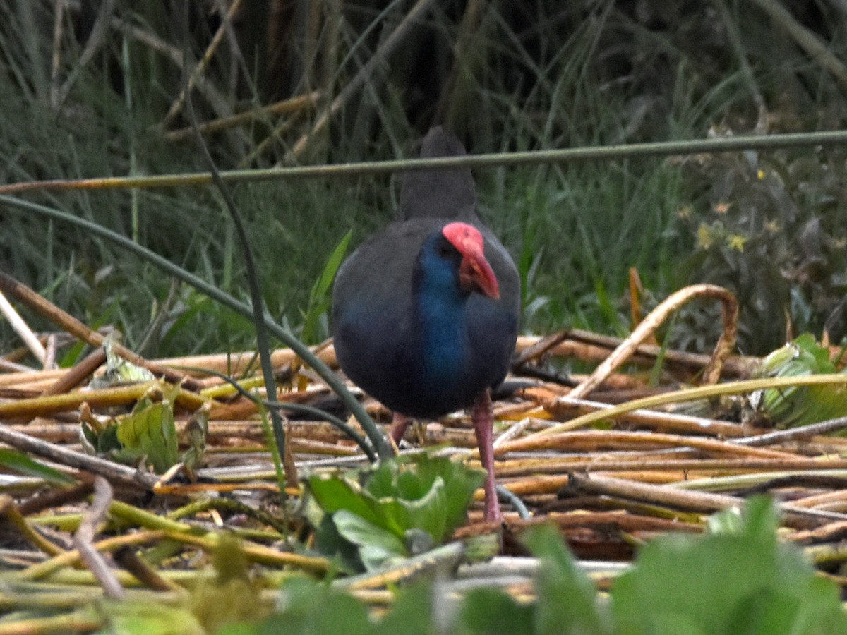 African Swamphen - ML623590355