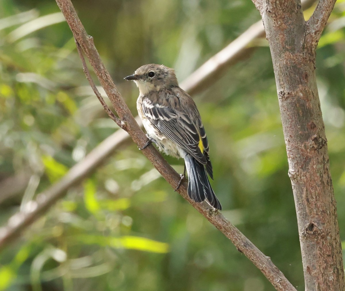 Yellow-rumped Warbler - ML623590369