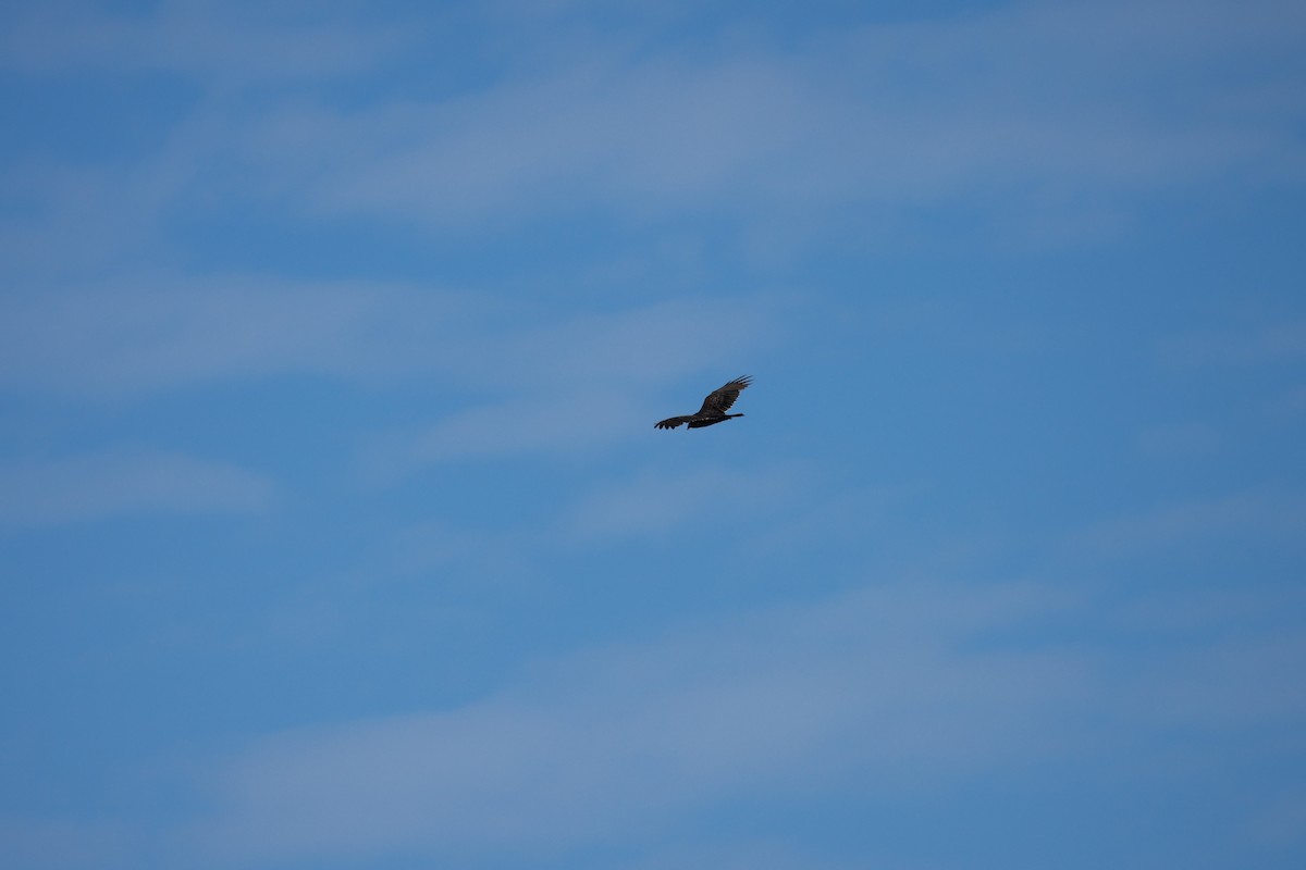 Turkey Vulture - ML623590375