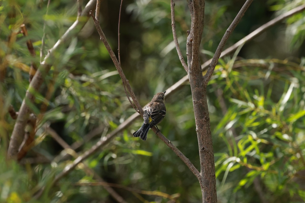 Yellow-rumped Warbler - ML623590381