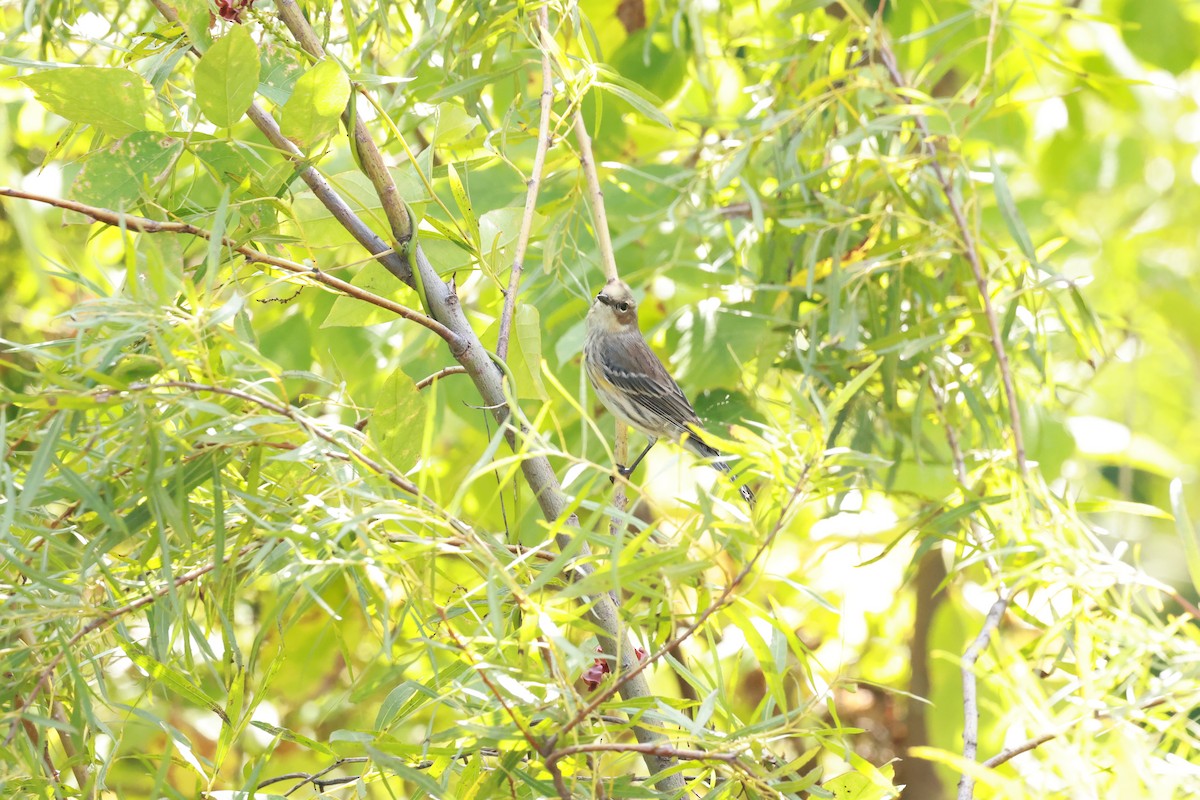 Yellow-rumped Warbler - ML623590388