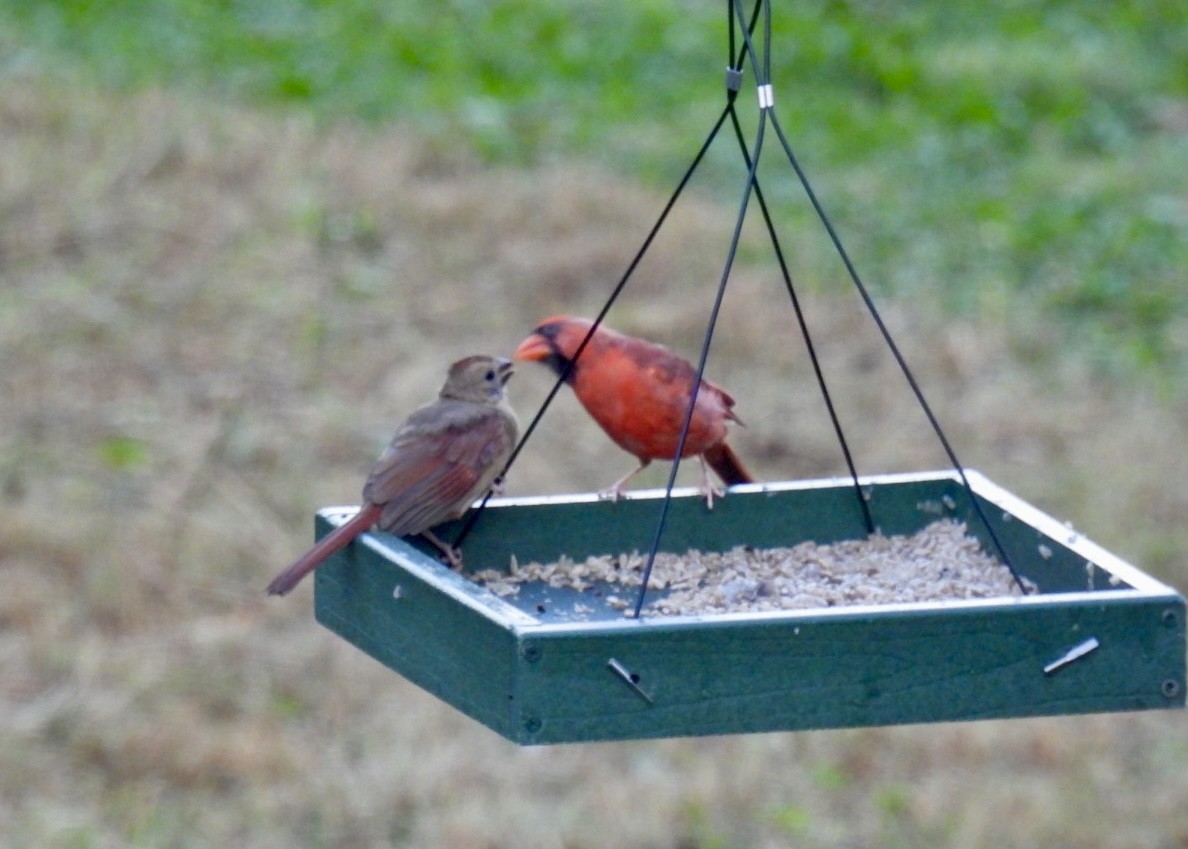 Northern Cardinal - ML623590404