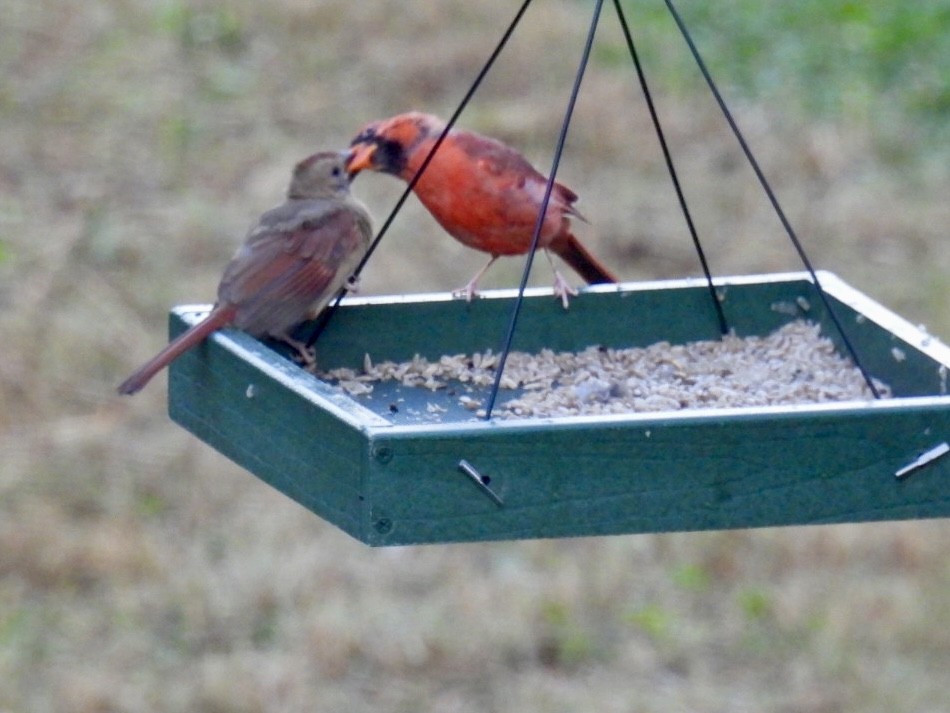 Northern Cardinal - ML623590405