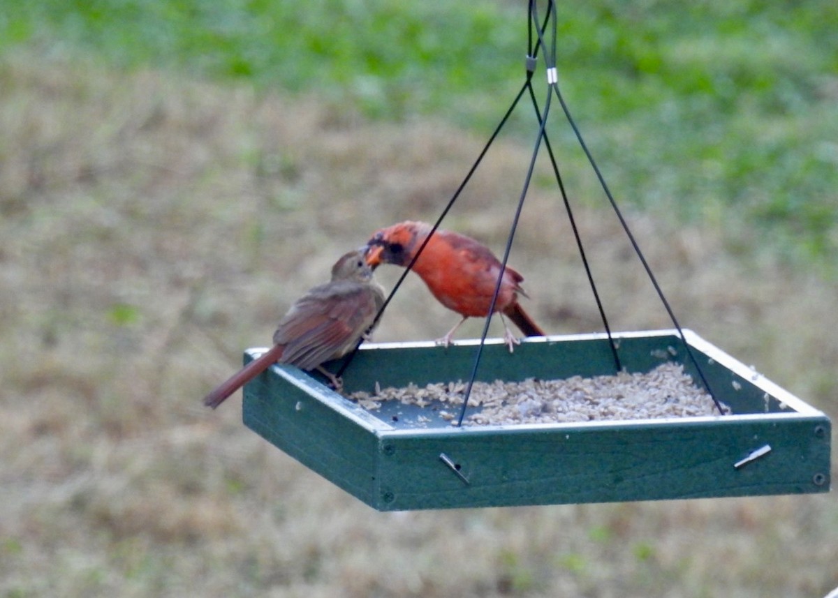 Northern Cardinal - ML623590406