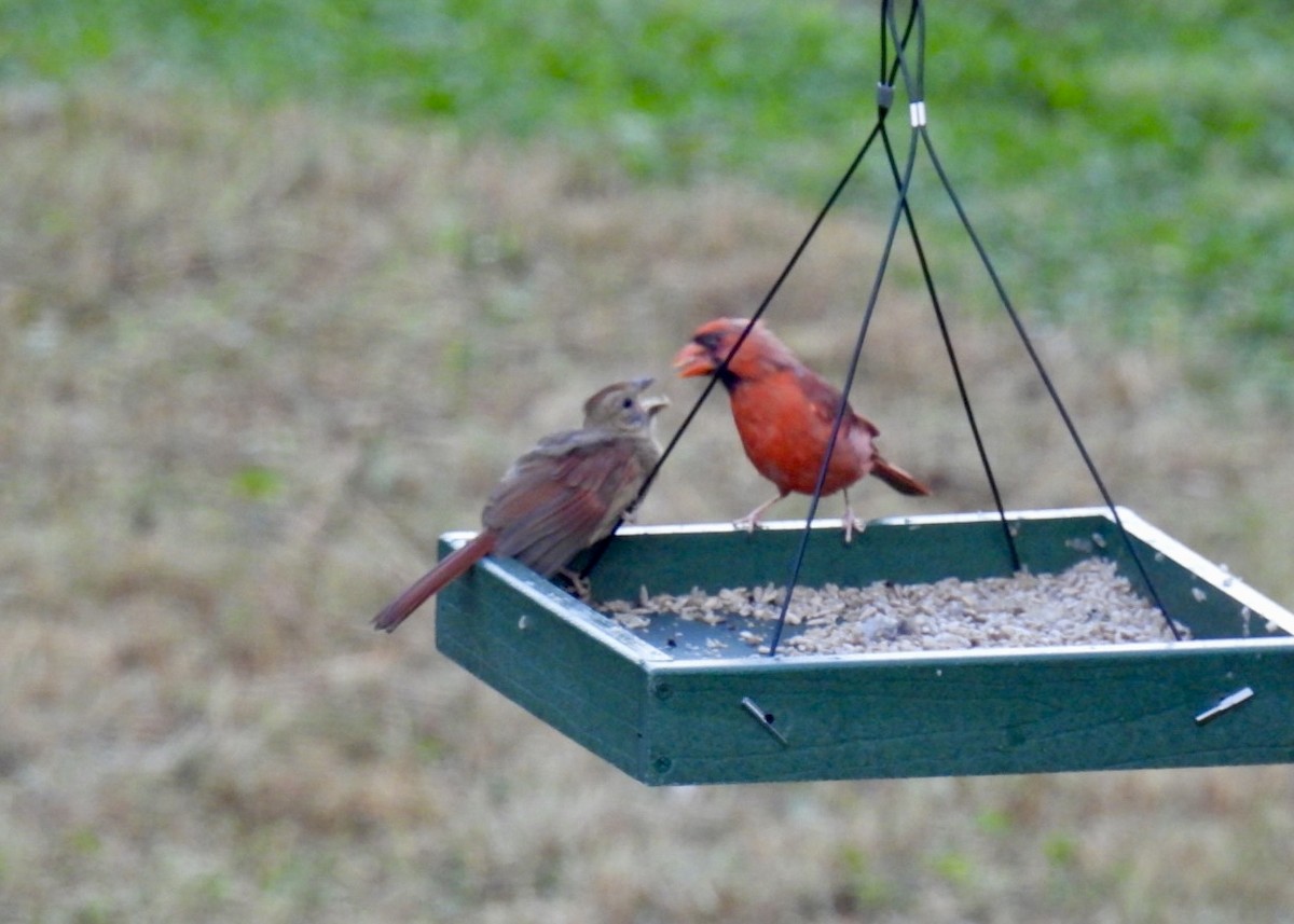 Northern Cardinal - ML623590407