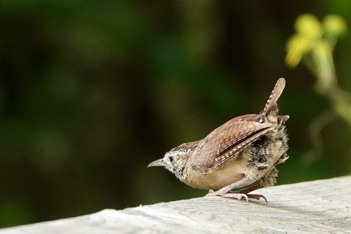 Carolina Wren - ML623590490