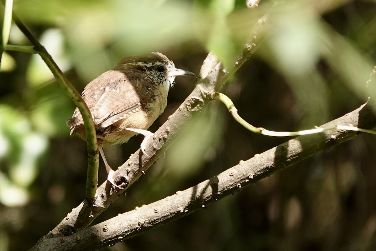 Carolina Wren - ML623590491