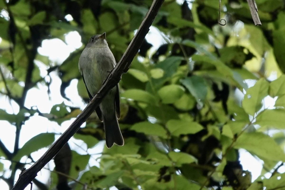 Eastern Wood-Pewee - ML623590496