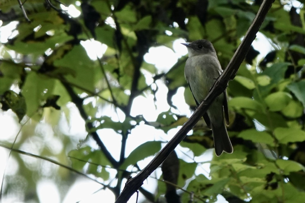 Eastern Wood-Pewee - ML623590497