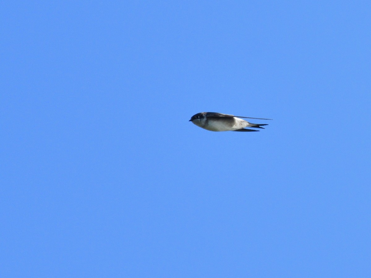 Western House-Martin - ML623590525