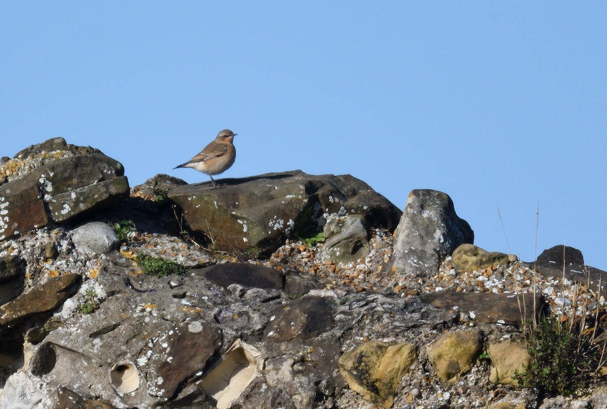 Northern Wheatear - ML623590528