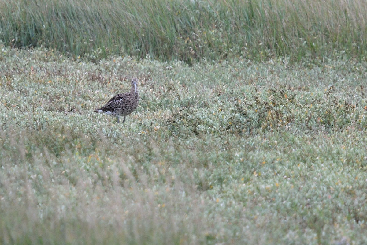 Eurasian Curlew - ML623590532