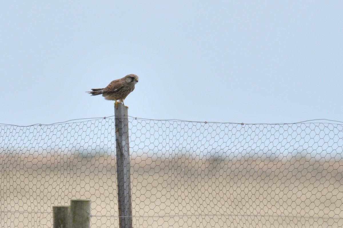 Eurasian Kestrel - ML623590534