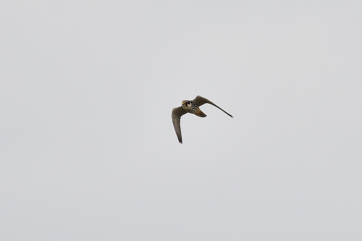 Eurasian Hobby - ML623590538