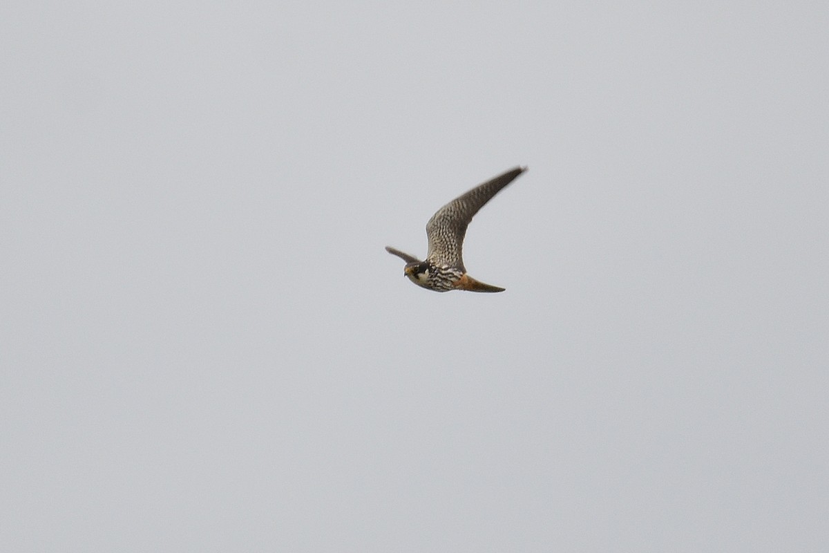 Eurasian Hobby - ML623590539