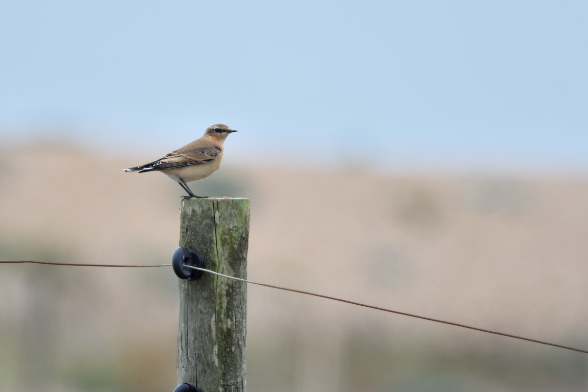 Northern Wheatear - ML623590546