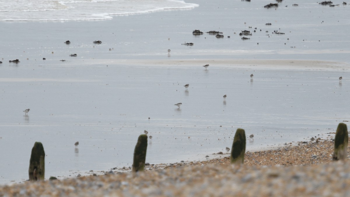 Common Ringed Plover - ML623590549