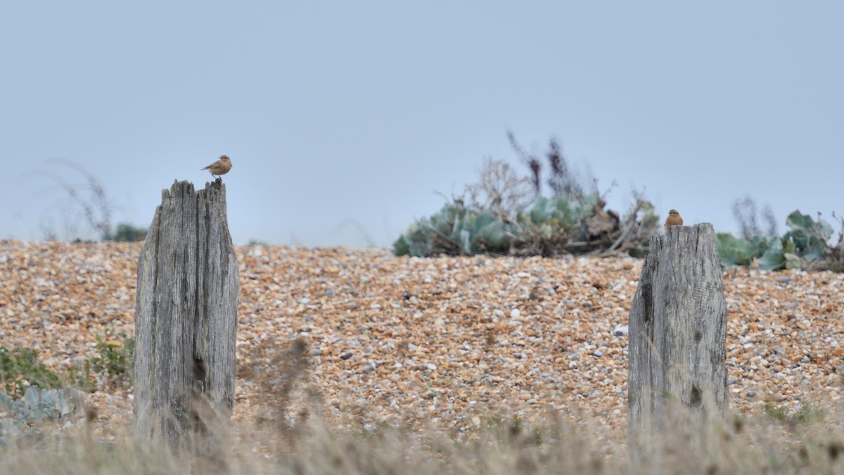 Northern Wheatear - ML623590552