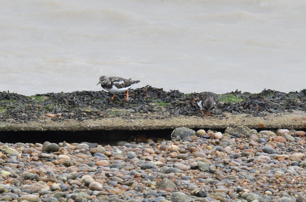 Ruddy Turnstone - ML623590554