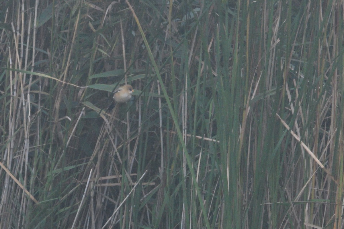 Bearded Reedling - ML623590576