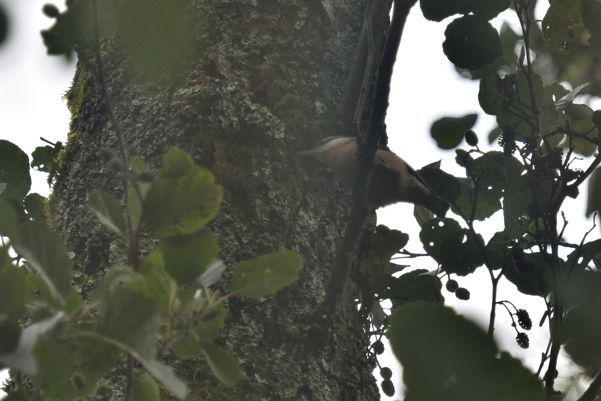 Eurasian Nuthatch - ML623590580