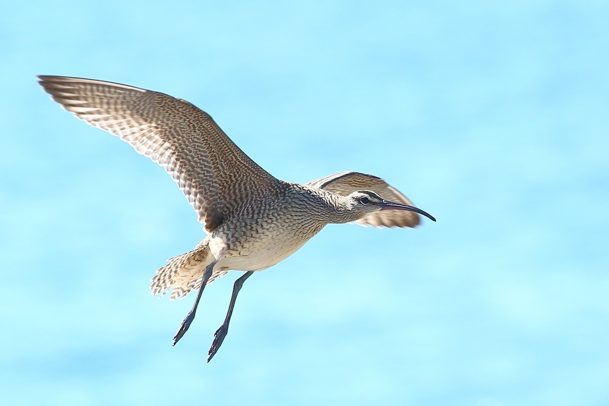 Hudsonian Whimbrel - Bruce Robinson