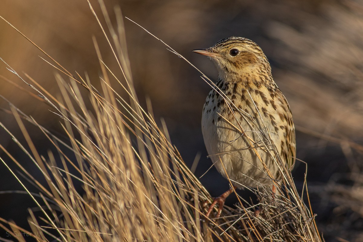 Correndera Pipit (Correndera) - ML623590627