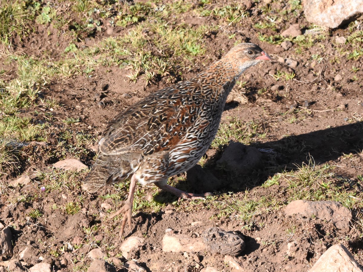 Chestnut-naped Spurfowl - ML623590632