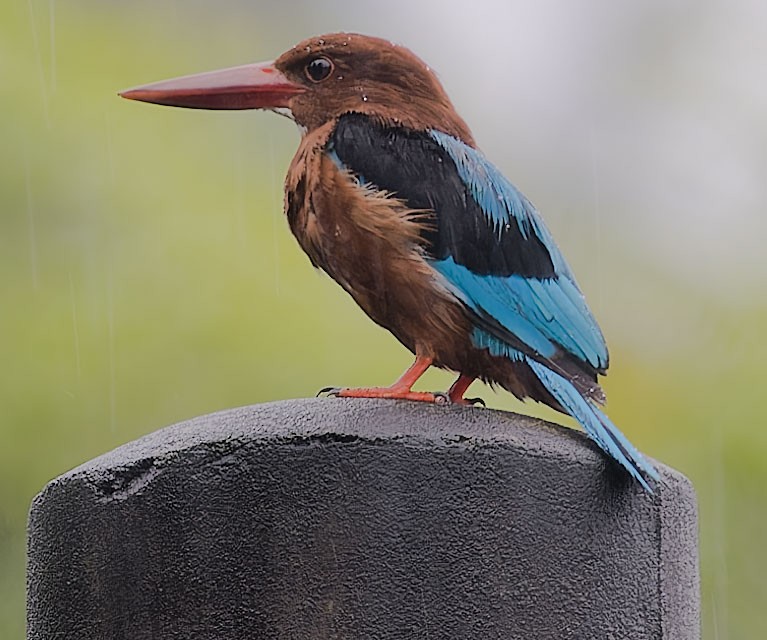 Brown-breasted Kingfisher - ML623590658