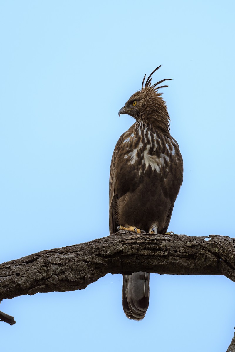 Indienhaubenadler - ML623590666