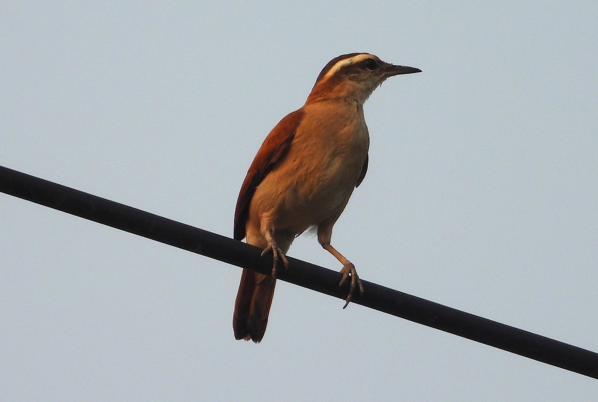 Wing-banded Hornero - ML623590686