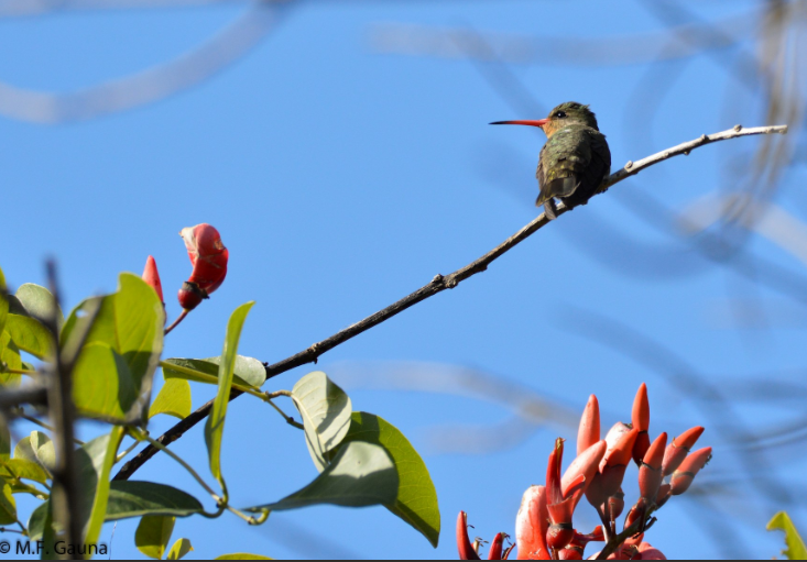 Gilded Hummingbird - Maria Fernanda Gauna