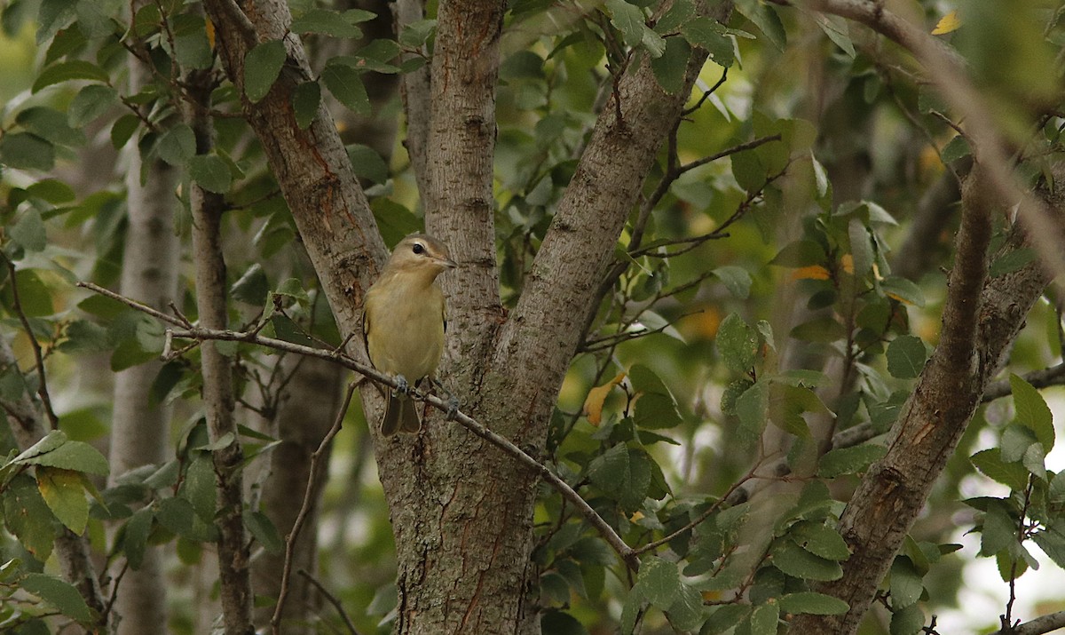 Warbling Vireo - ML623590713