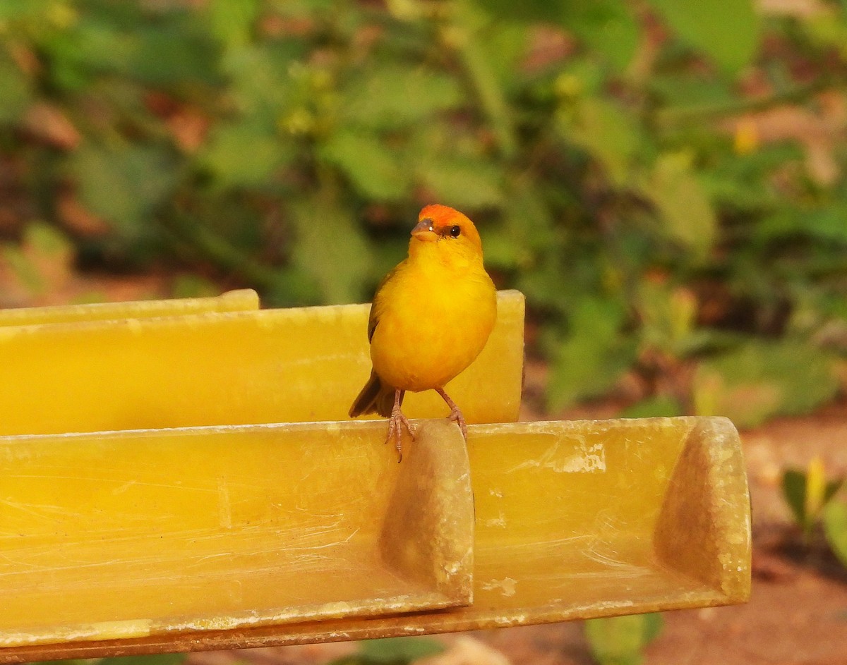 Orange-fronted Yellow-Finch - ML623590715