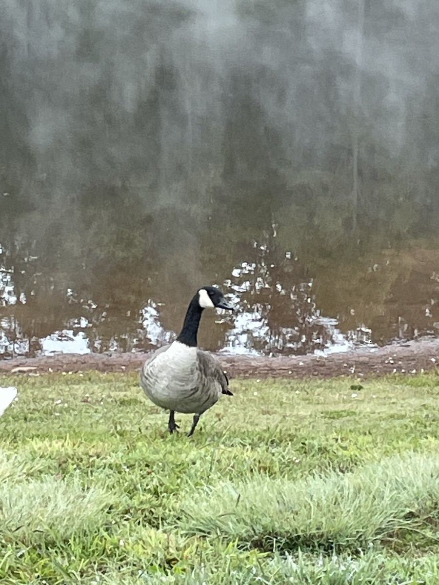 Cackling Goose - ML623590746