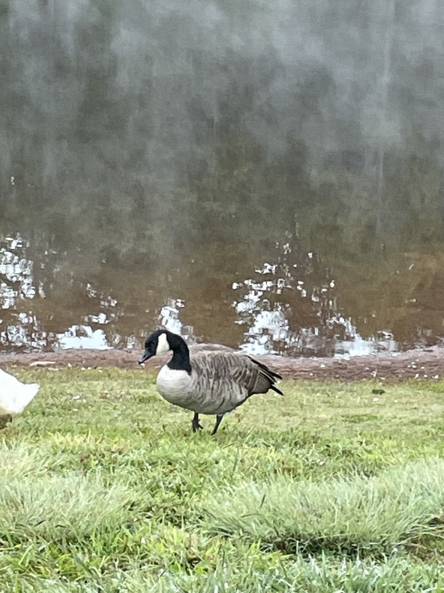 Cackling Goose - ML623590748