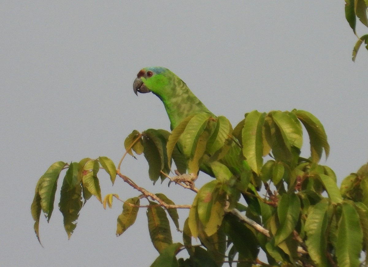 Festive Parrot - ML623590783