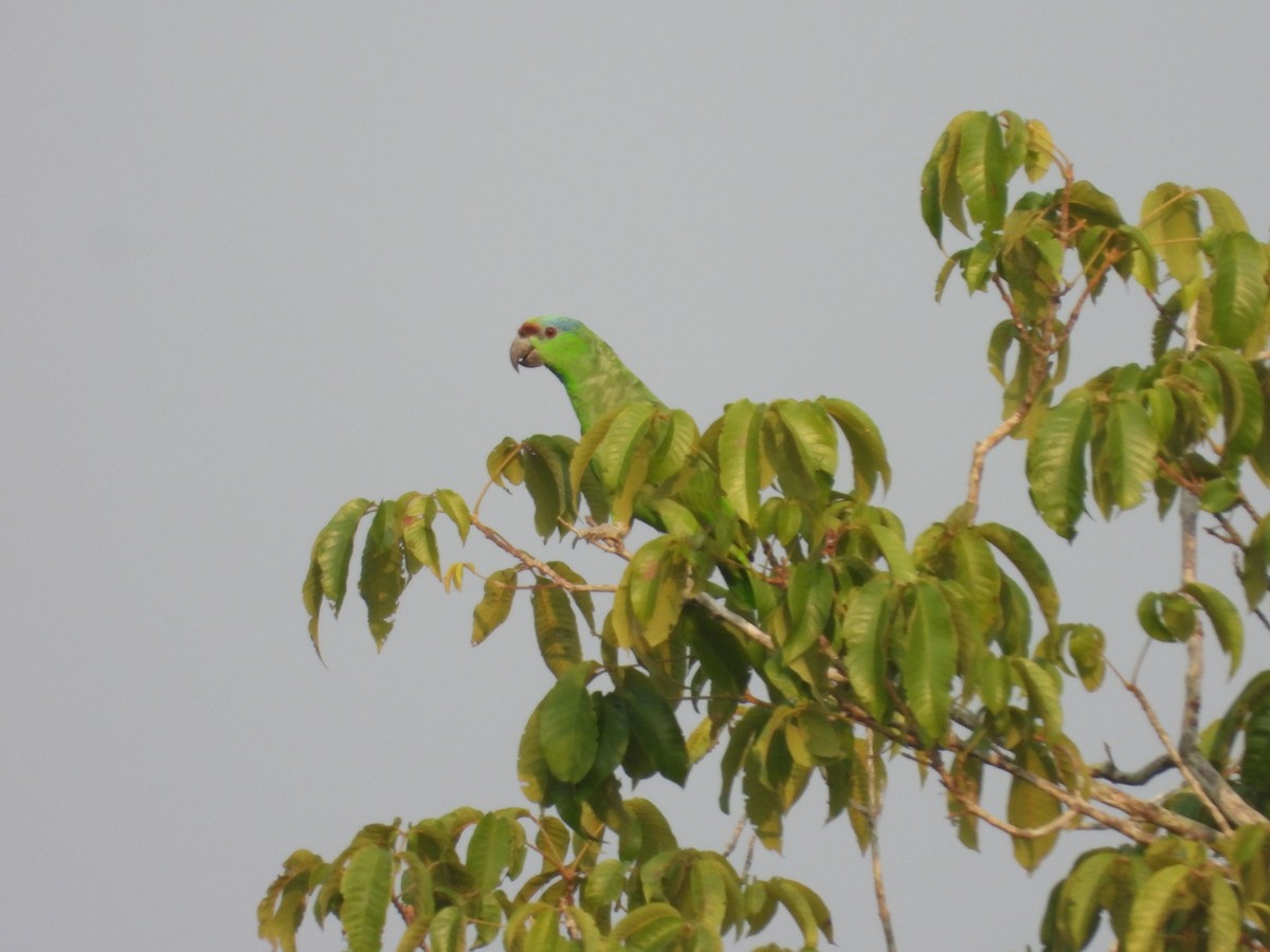 Festive Parrot - ML623590785