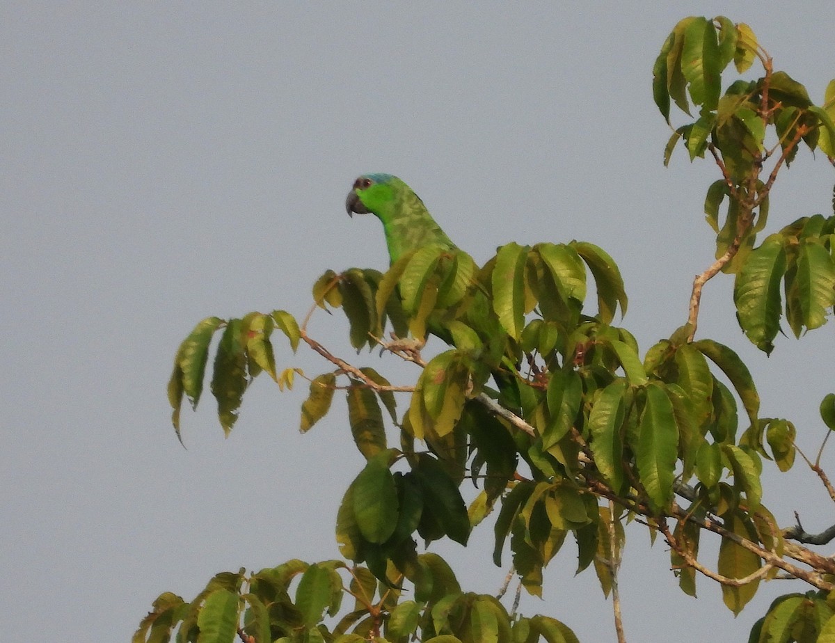 Festive Parrot - ML623590790