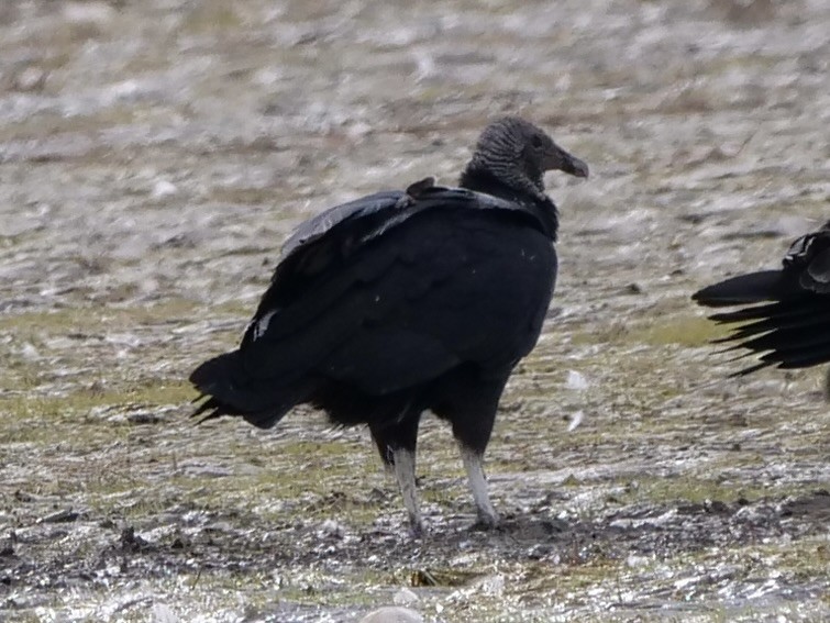 Black Vulture - Karen Coupland