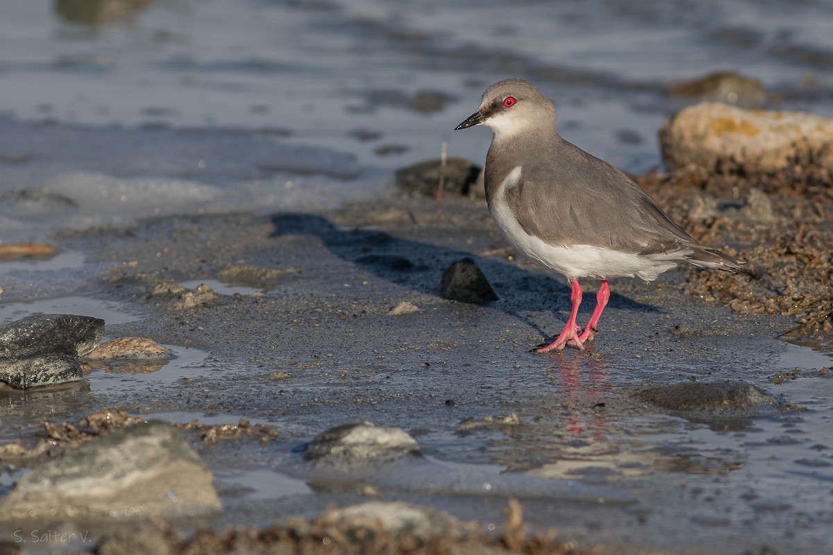 Magellanic Plover - ML623590847