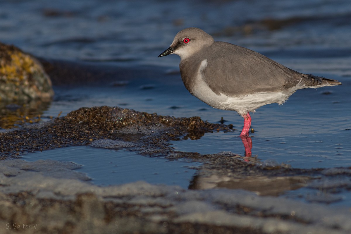 Magellanic Plover - ML623590848